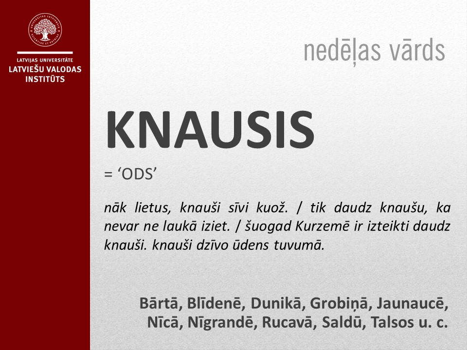 Knausis
