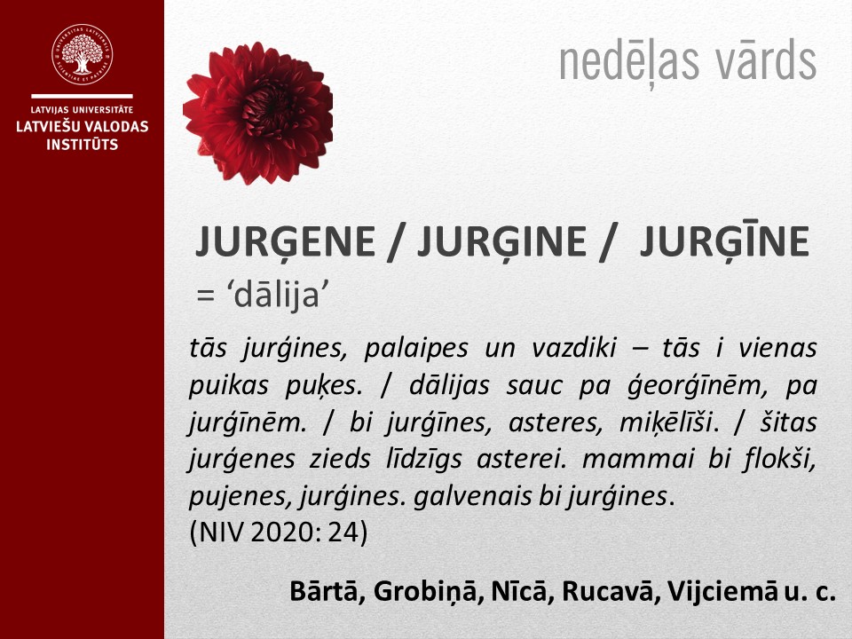 35. ned._jorģene_2. sept._ar izgrieztu ziedu